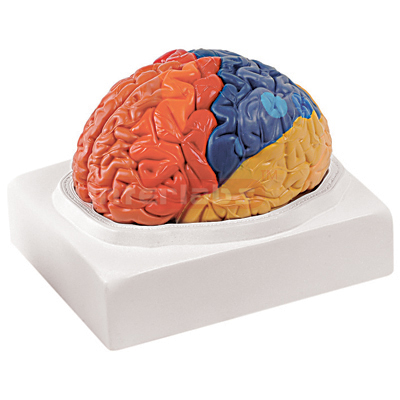 Interlab? Brain Model, Regional, 2Pc